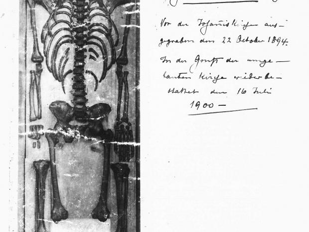 Das im Oktober 1894 geborgene Skelett eines älteren Mannes